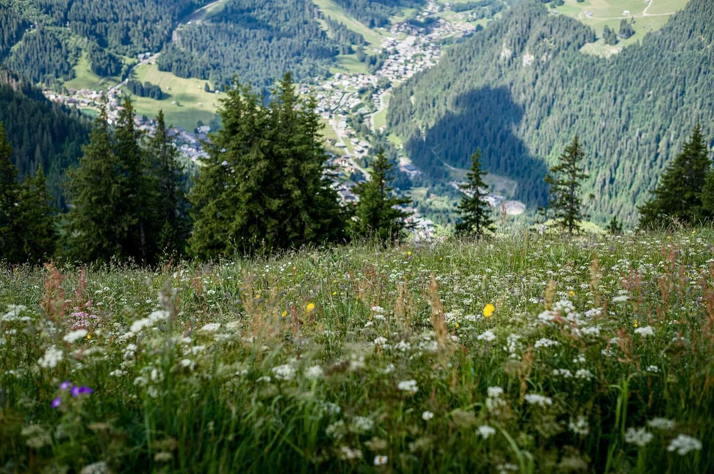 Ch&acirc;tel meadow view
-
-
#leica #noctilux #earthfocus #earthpix #earthpics #frenchalps #alpsmountains #naturelover_gr #jaw_dropping_shots #moods_in_frame #landscapephotography #longexposure #longexposure_shots #depthobsessed #depthofearth #inshot