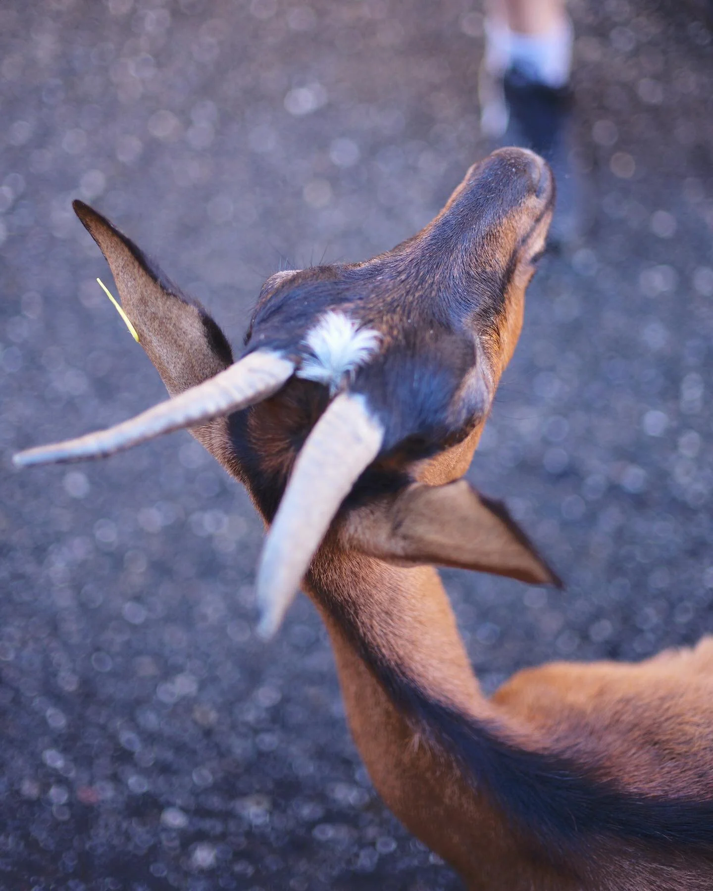 Goat Village #lindarets
-
#france #lindaretsgoats #goat #nature #mountains #alps #alpsmountains #frenchalps #leica #leicam11 #noctilux #outdoorliving #explore #travelphotography #travel #travelblogger #travelgram #chezlainey @chezlainey