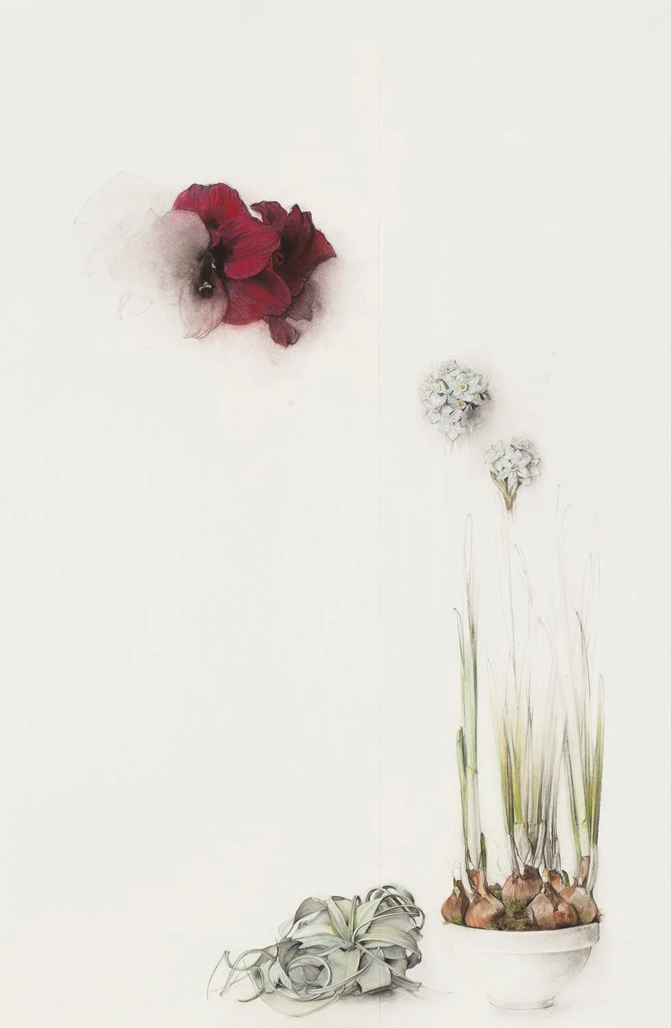 Amaryllis, Paperwhites and Tillamdsia