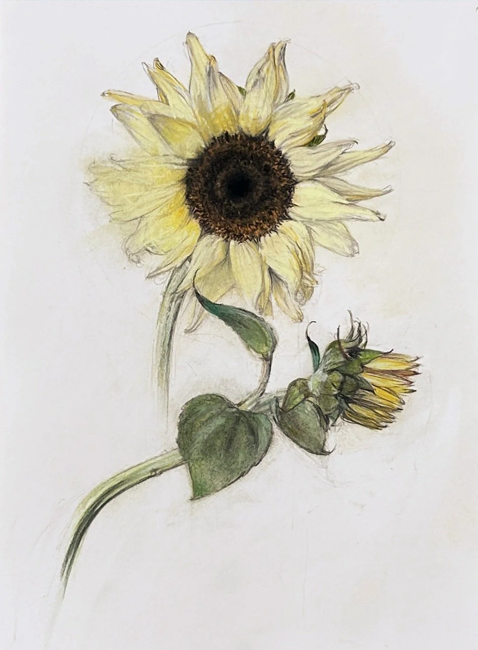 Two Yellow Sunflowers_HR.jpg