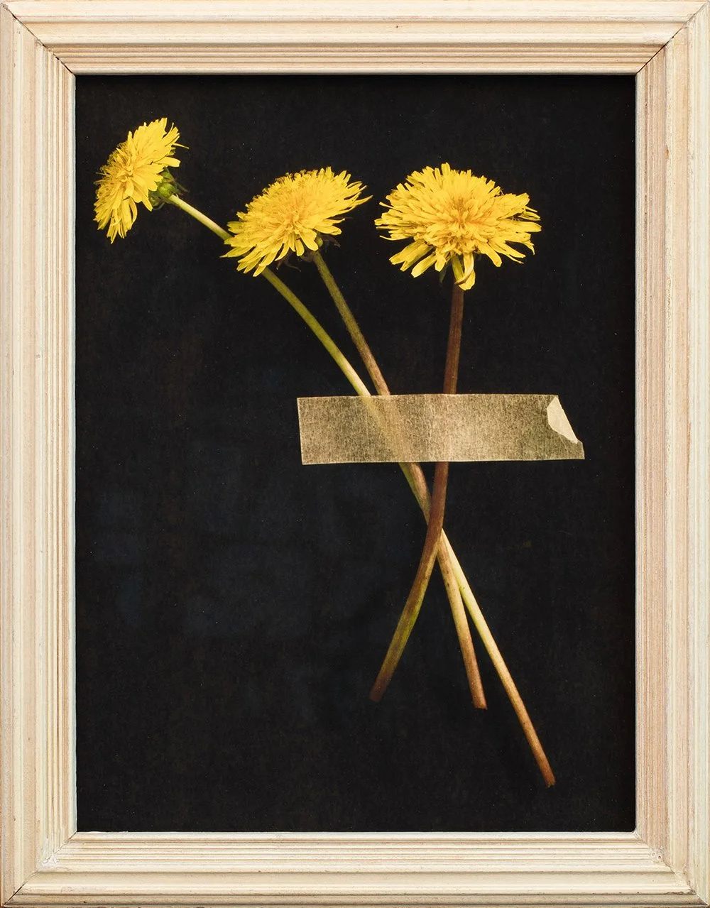 web_a-declaration-of-dandelions.jpg