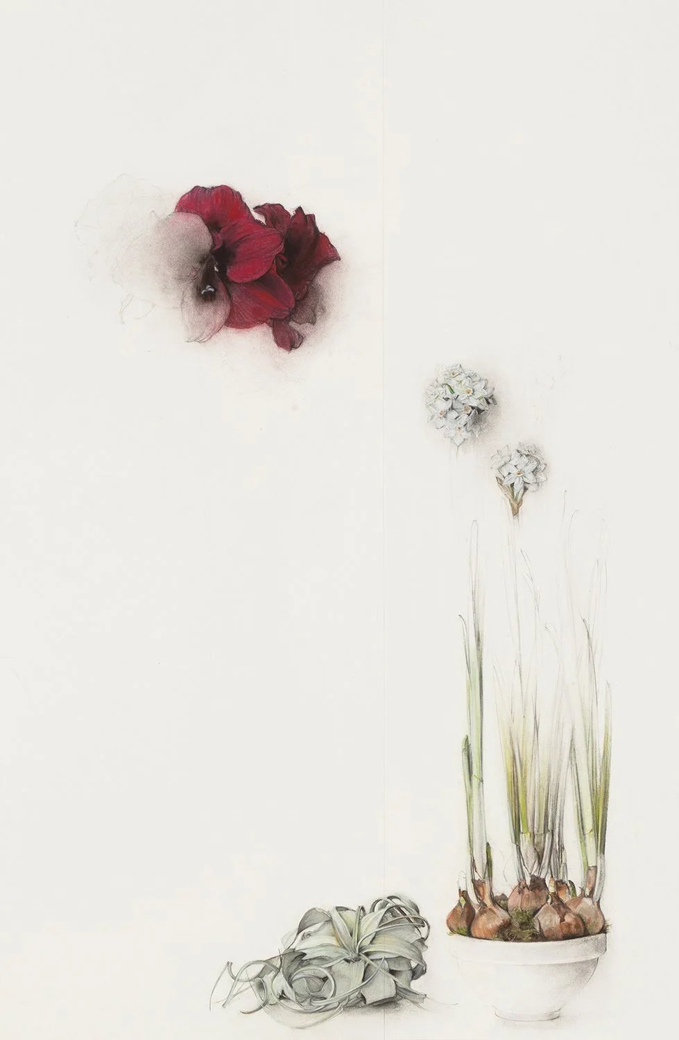 Amaryllis, Paperwhites and Tillamdsia