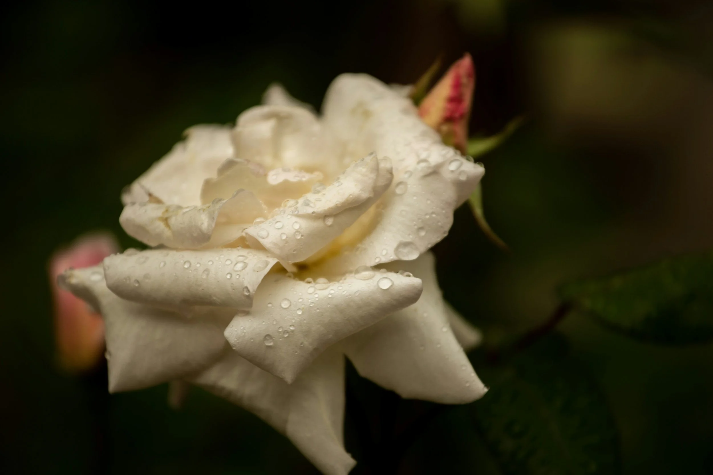Close-up of a white rose with water droplets on the petals, with some pinkish buds and green foliage in the background.
