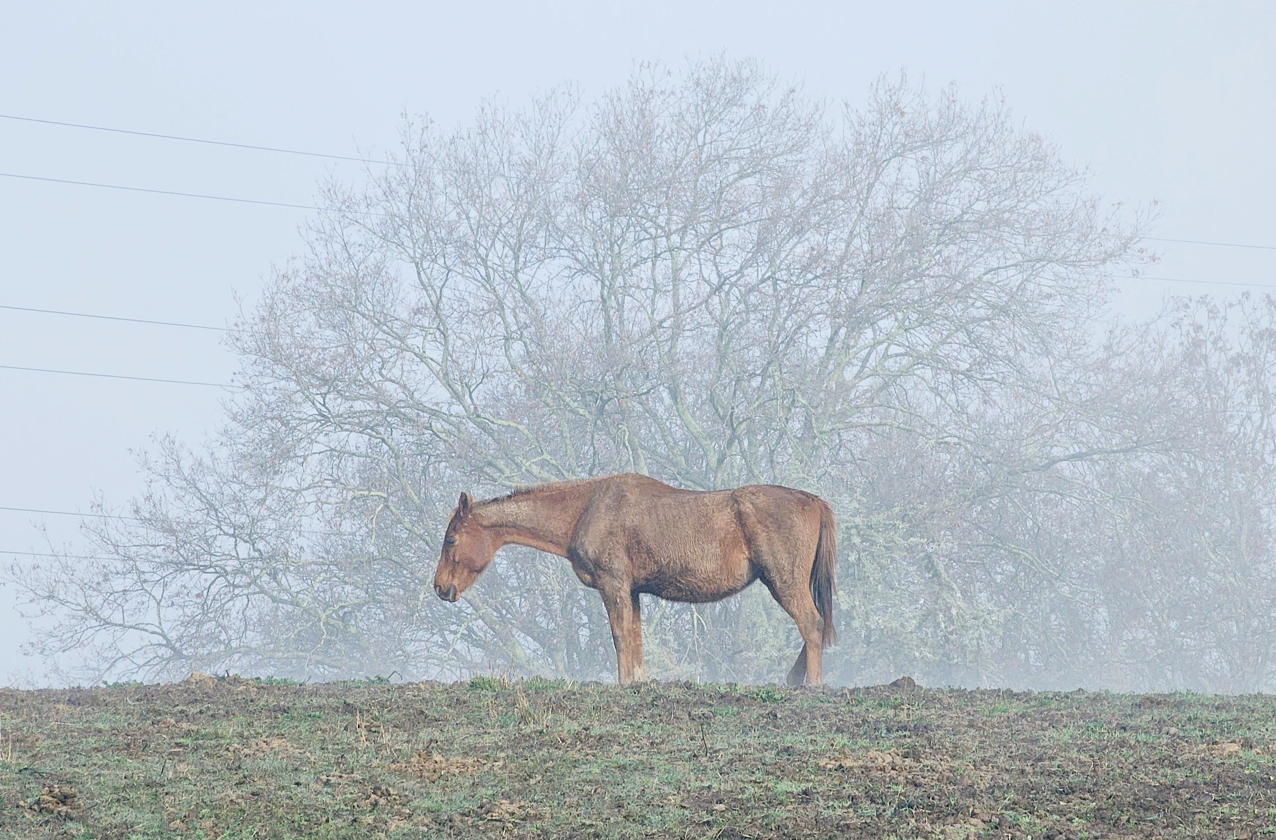 Cavallo nella nebbia.jpg