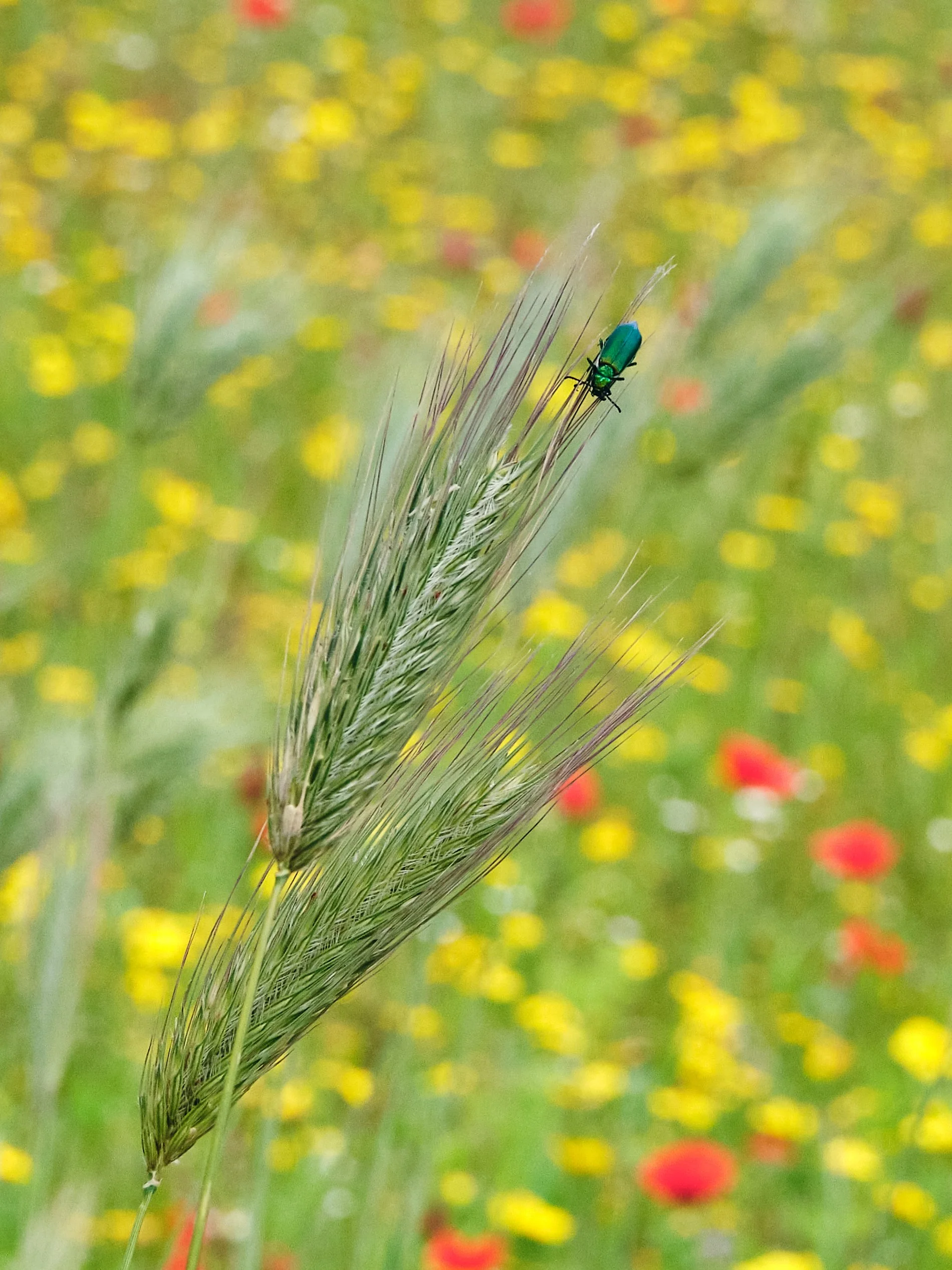 Formello 11_5_26-2.jpg