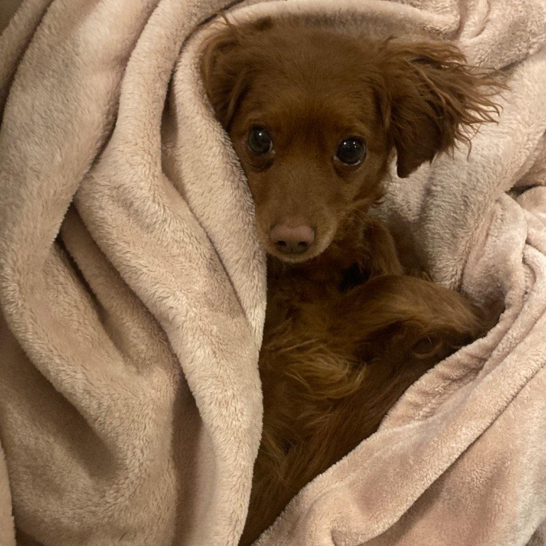 Happy National Doggy Day-said the cutest dog ever
