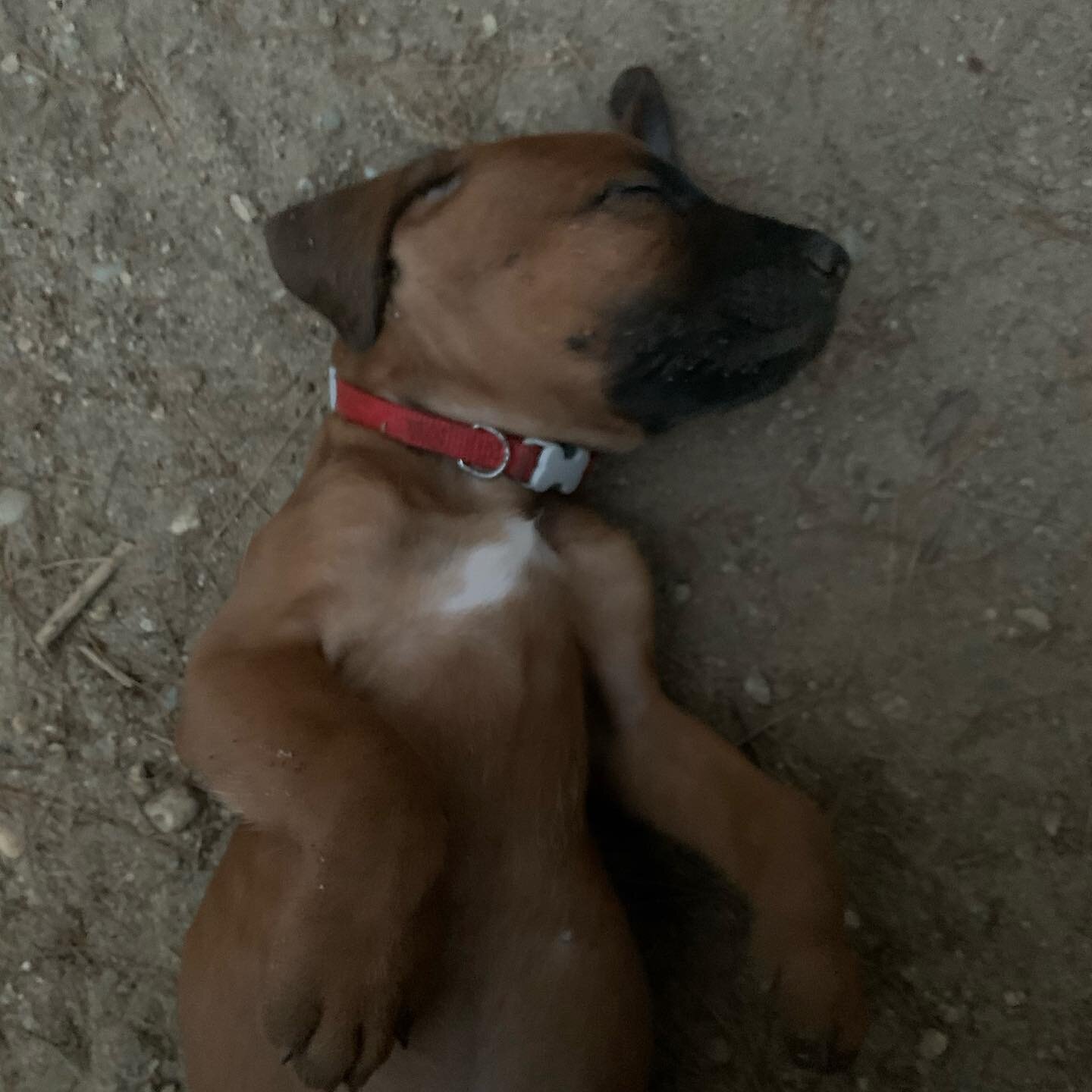 Playing with the big pups!
#dogs #dogsofinstagram #dogstagram #rhodesianridgeback #shabanisrr #ridgebacks #puppy #puppies