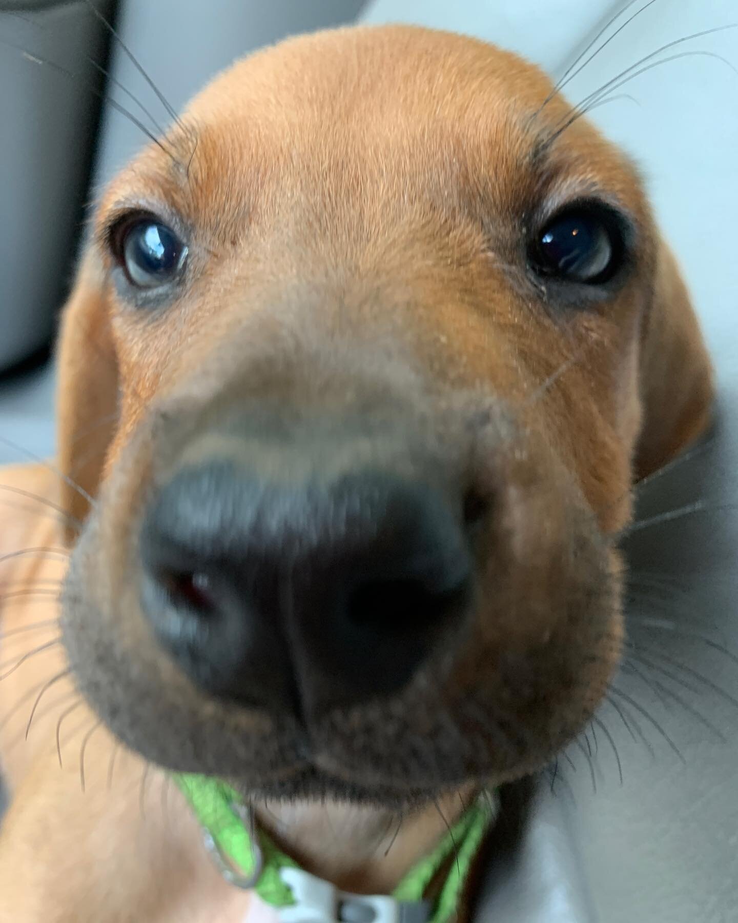 He says hello!

Deja x Copper puppy

#rhodesianridgeback #ridgebacks #shabanisrr #dogs #puppies #puppy