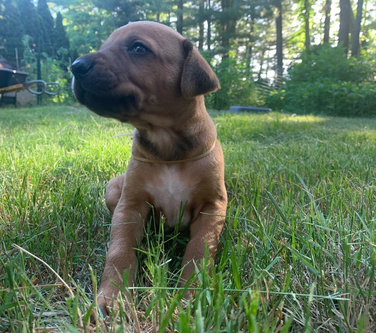 Four weeks old on Sunday! Went outside.
#rhodesianridgeback #rr #shabanirr #shabanirhodesianridgebacks #dog #dogs #puppy #puppies
