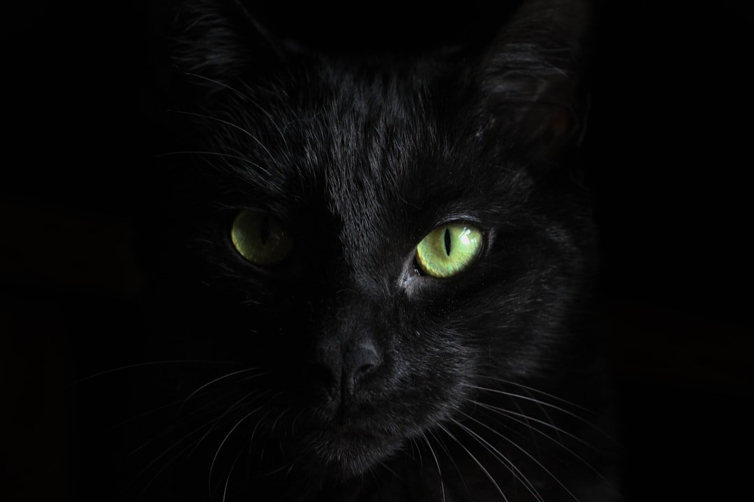 blackcat.jpg