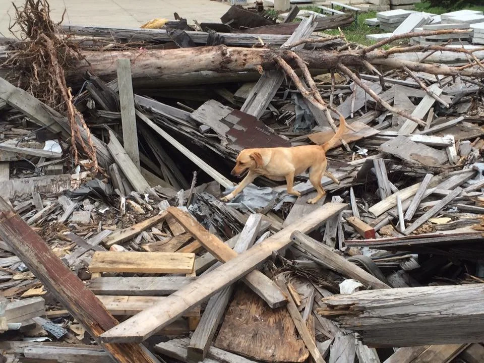 Yellow Labrador - Urban Search and Rescue