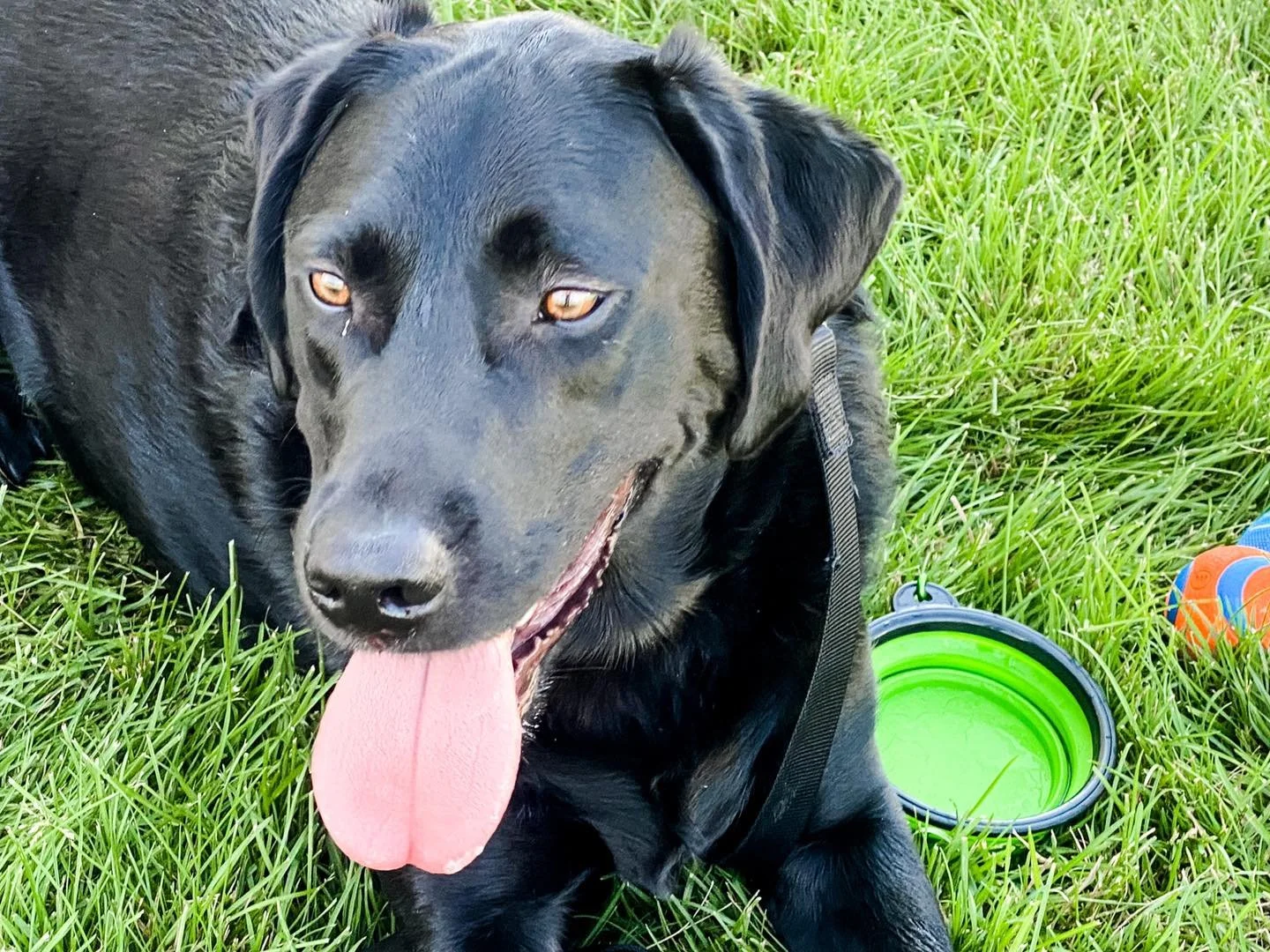 Black Lab - Urban Search and Rescue
