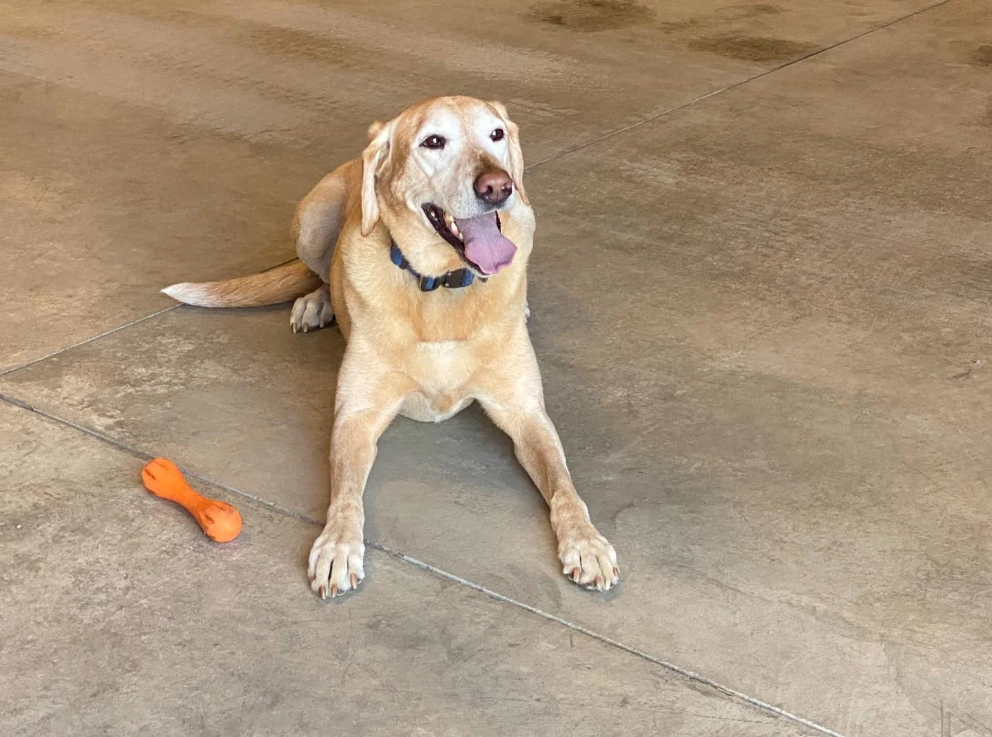 Yellow Labrador - K9 Urban Search and Rescue