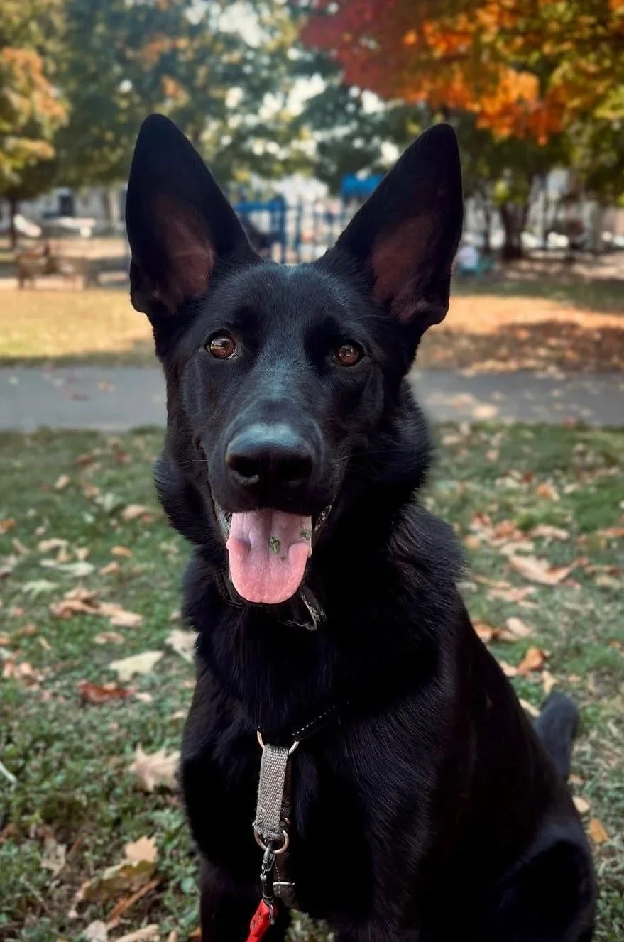 K9 Skye