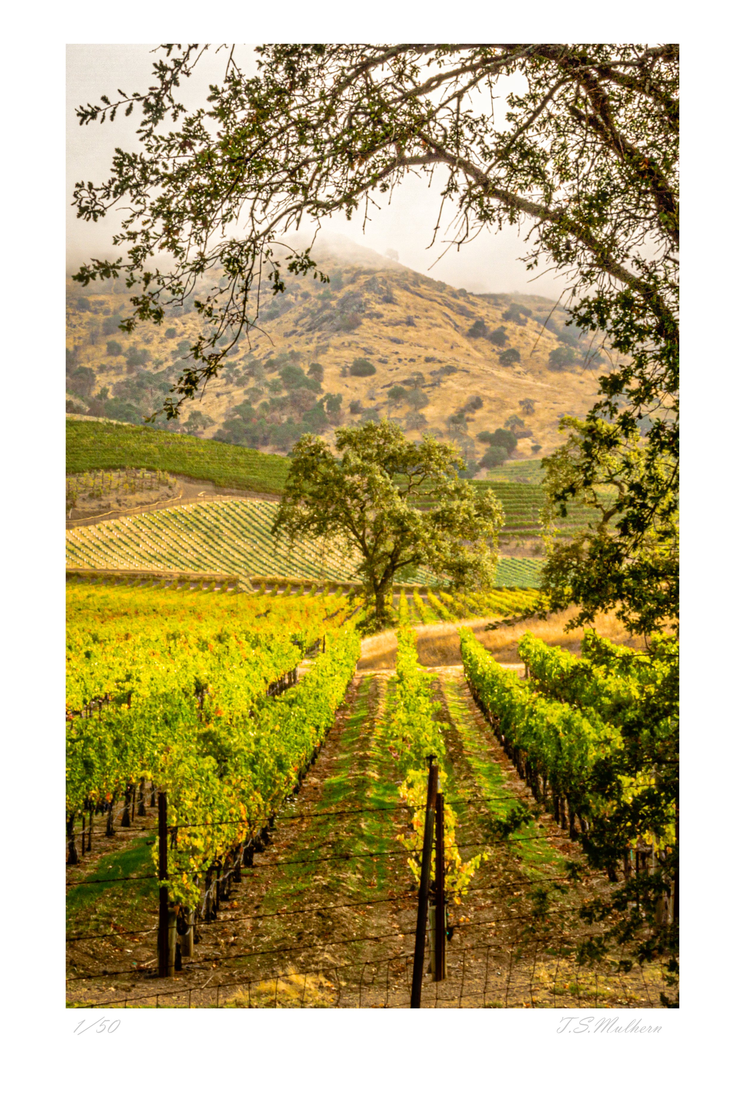 California - Framed Tree in Vinyard.jpg