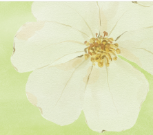 Spring Equinox Flow to Insight