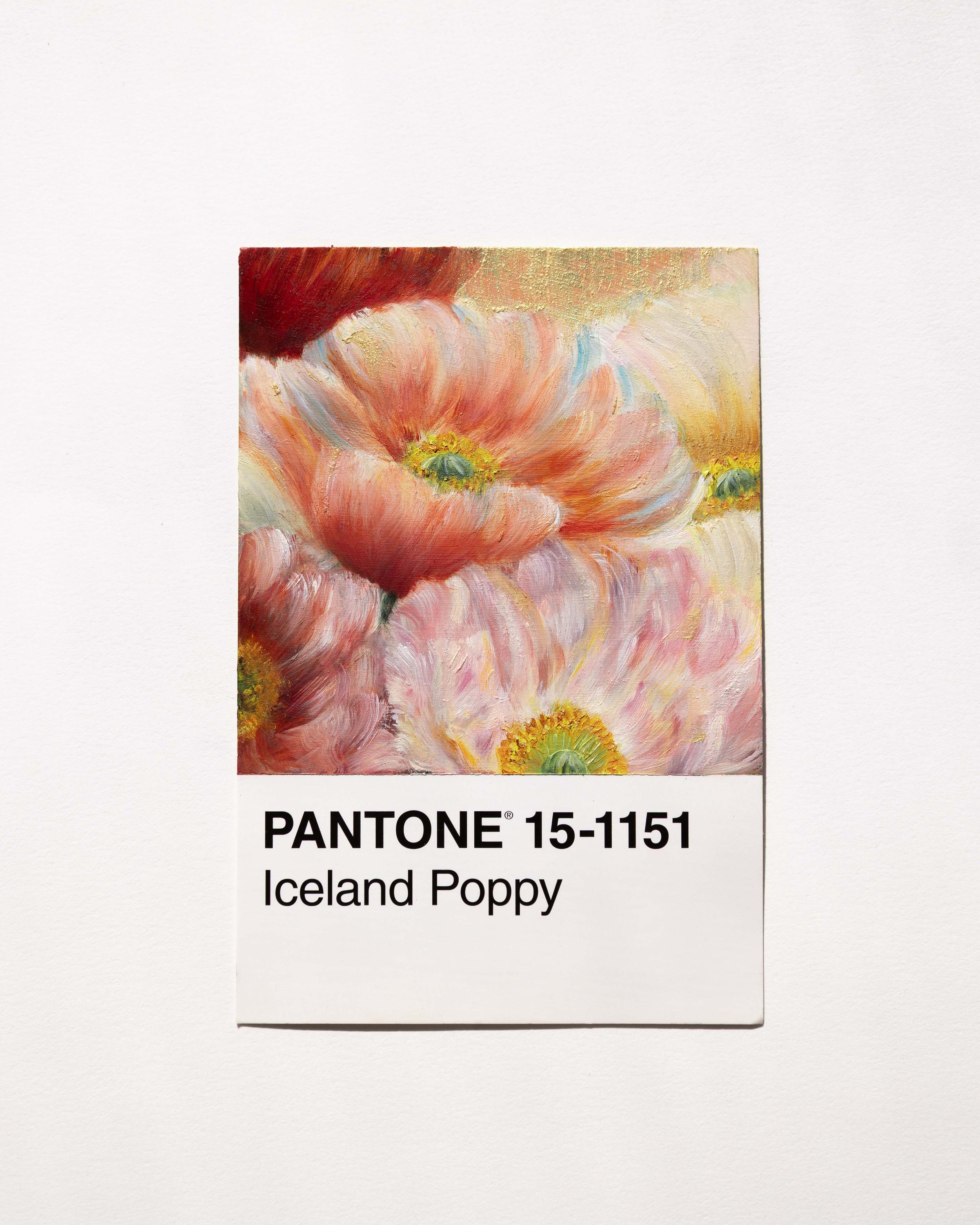 Iceland Poppy- Psalm 136:26