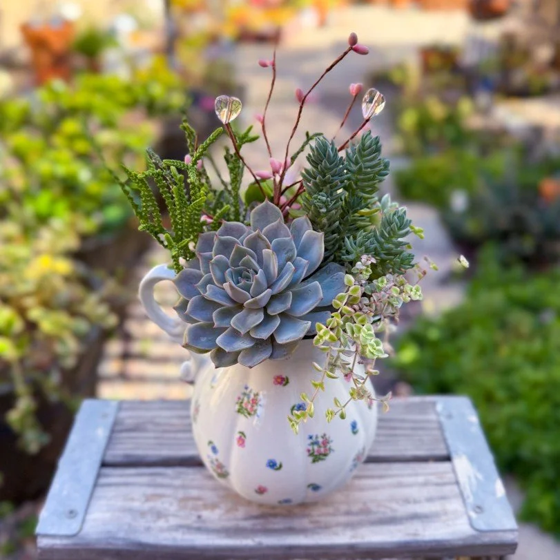 Succulent White Floral Pitcher