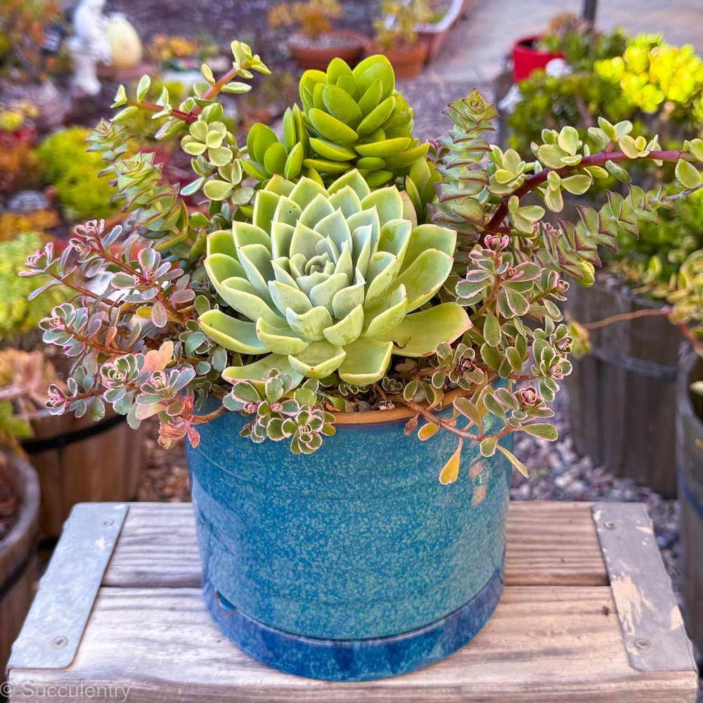 Succulent Turquoise Round