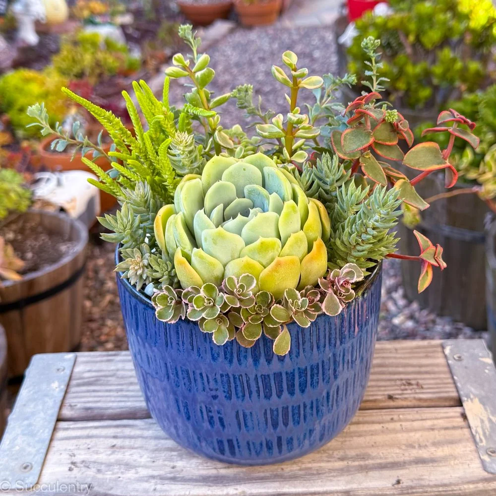 Succulent Blue Patterned Round