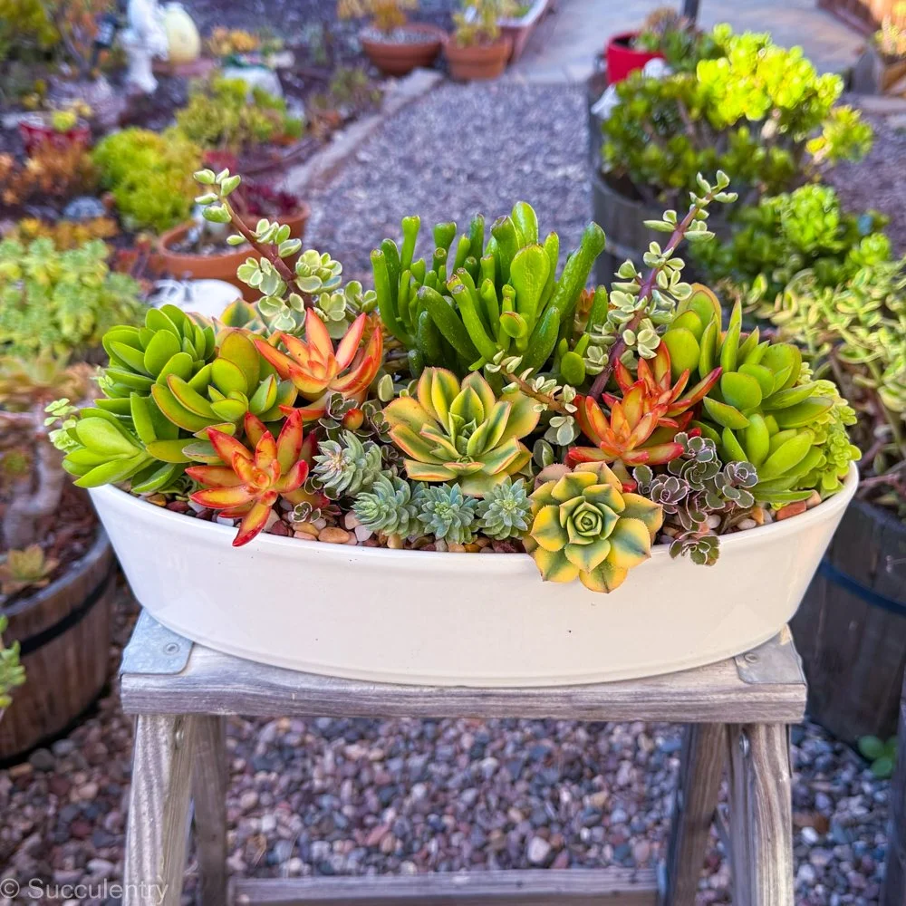 Succulent White Oval