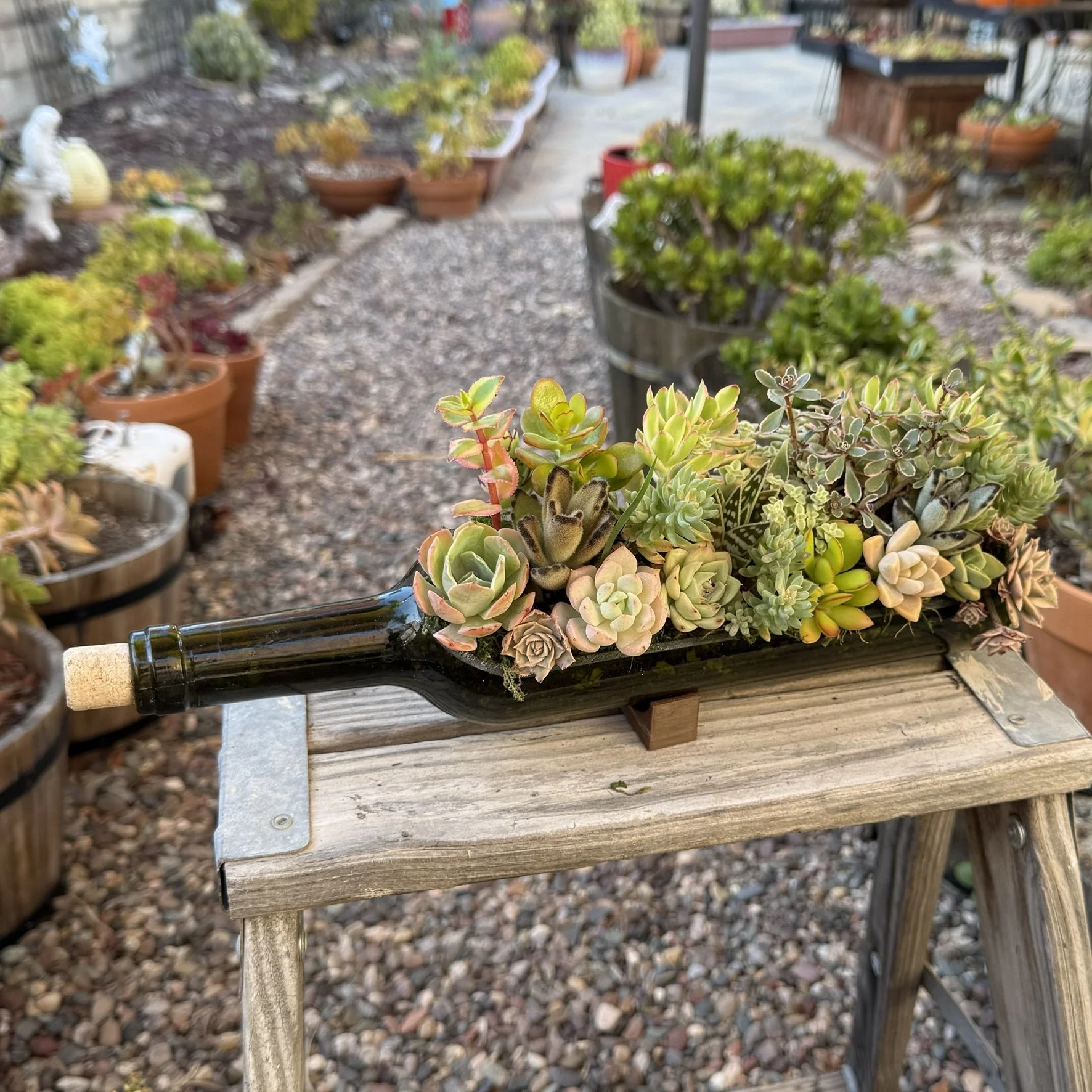 Succulent Wine Bottle