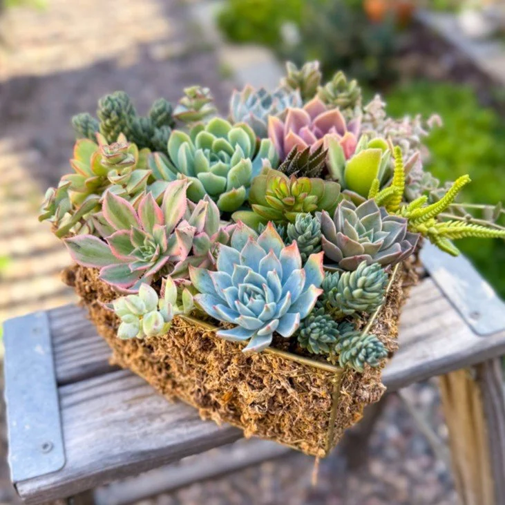 Succulent Wireframe Heart