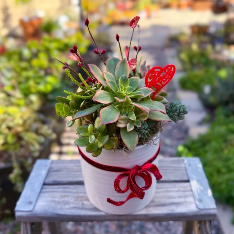 Succulent Serenade Round
