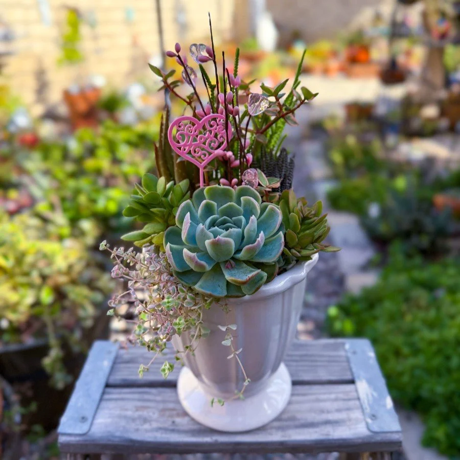 Succulent White Urn