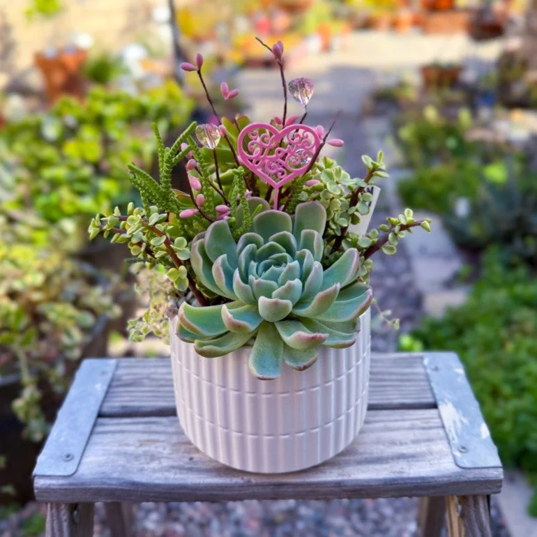 Succulent Devotion Round