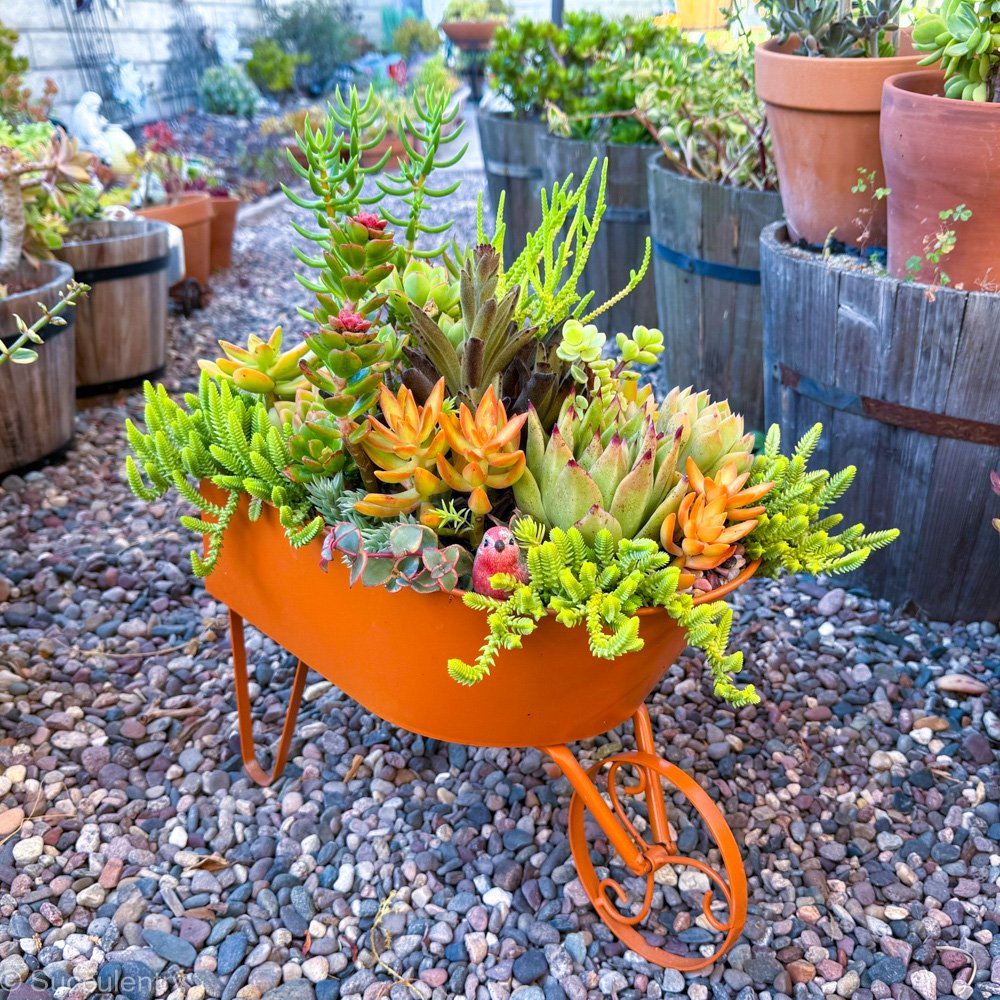 Succulent Orange Wheelbarrow