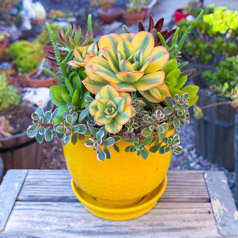 Succulent Yellow Round