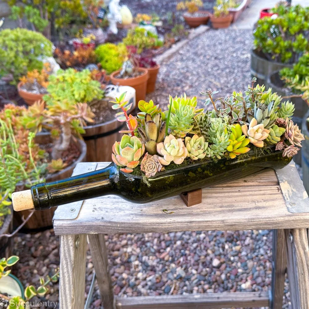 Succulent Wine Bottle
