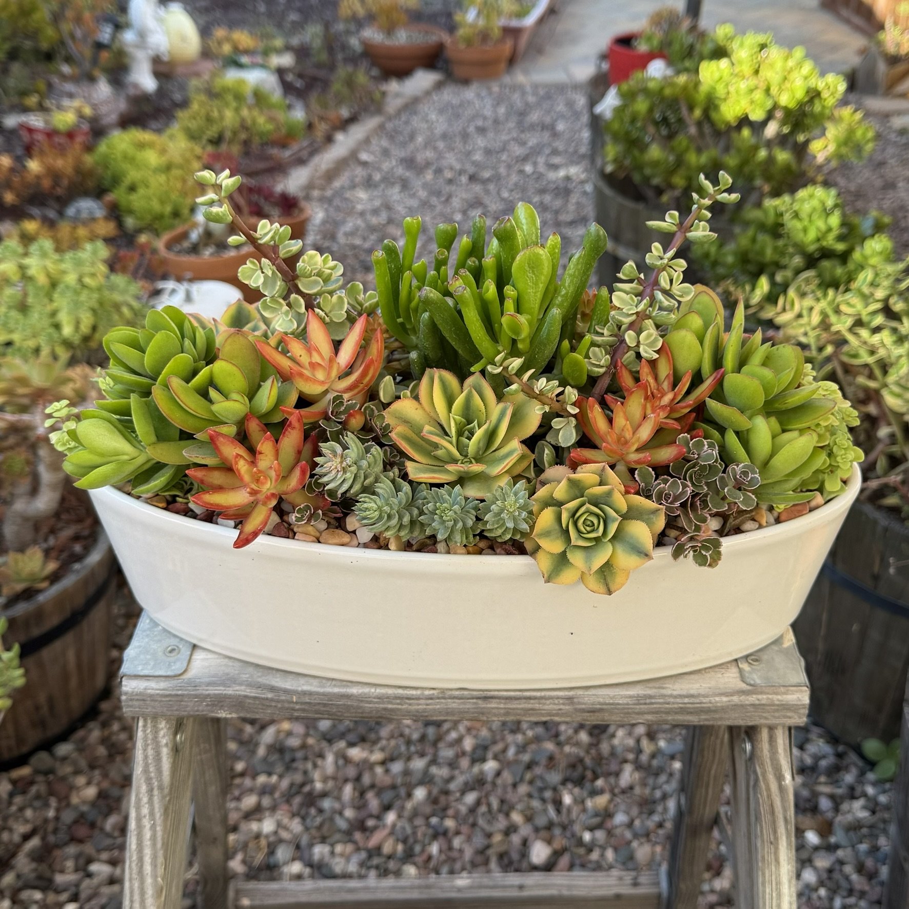 Succulent White Oval