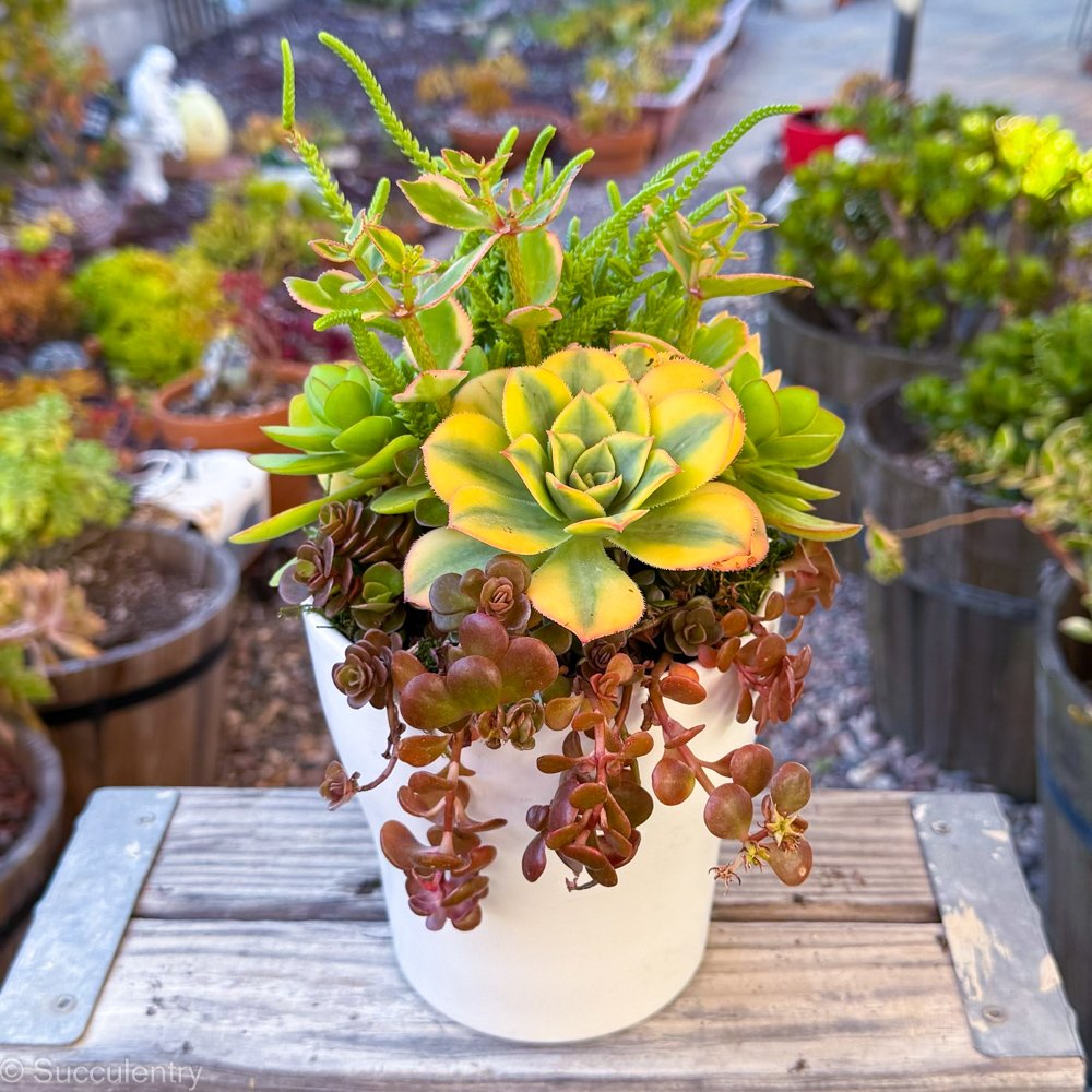 Succulent White Vase