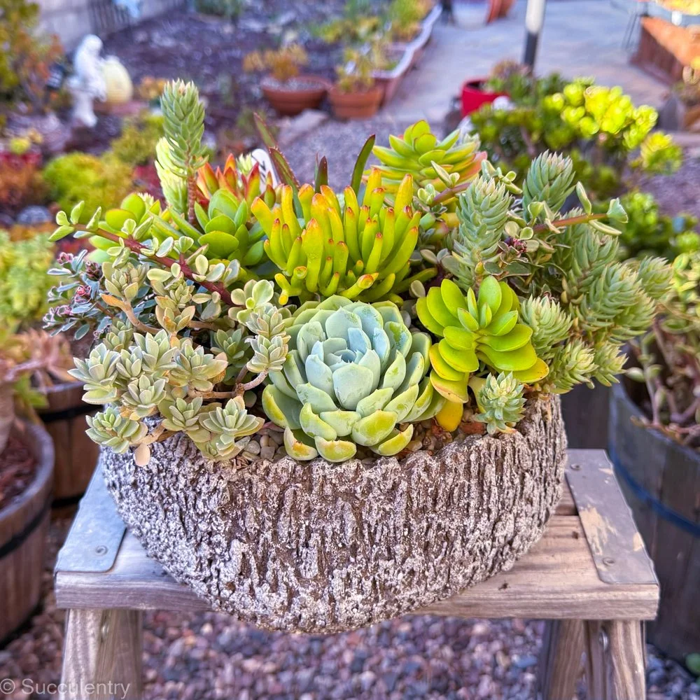Succulent Tree Bark Round