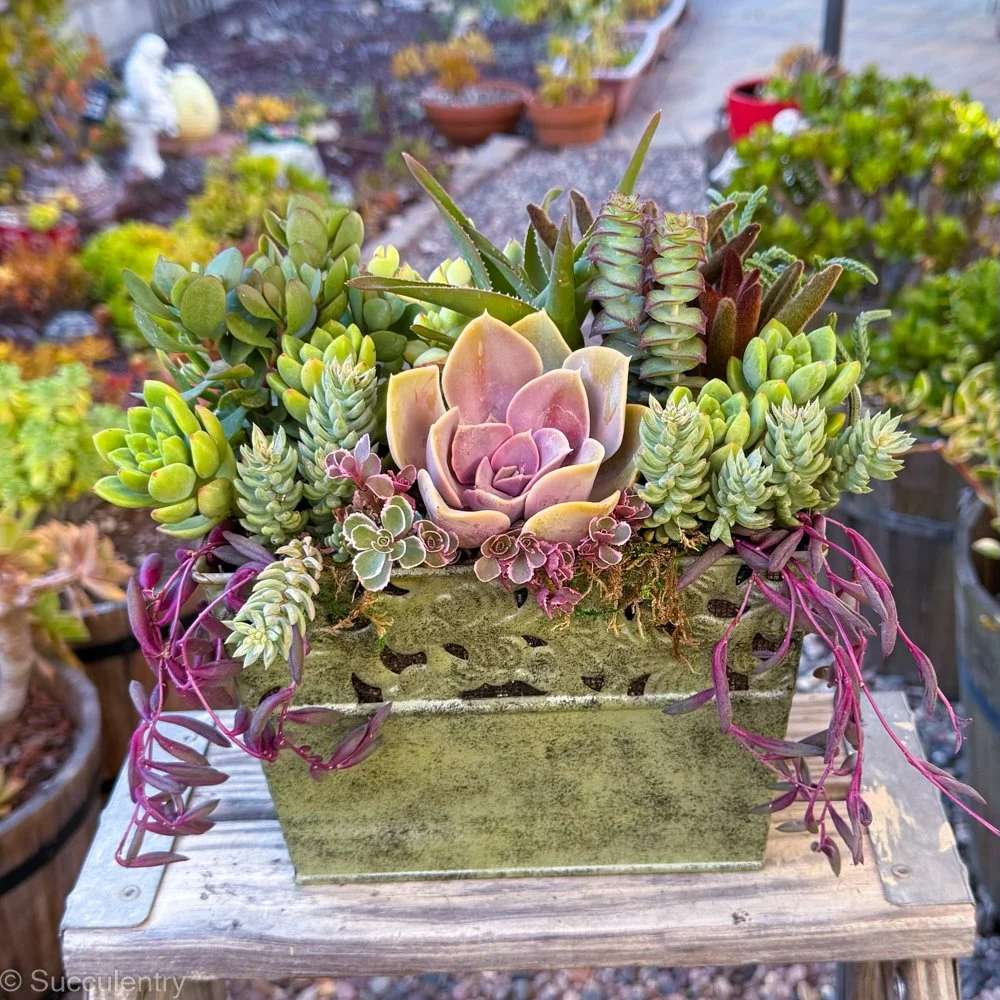 Succulent Green Metal Rectangle