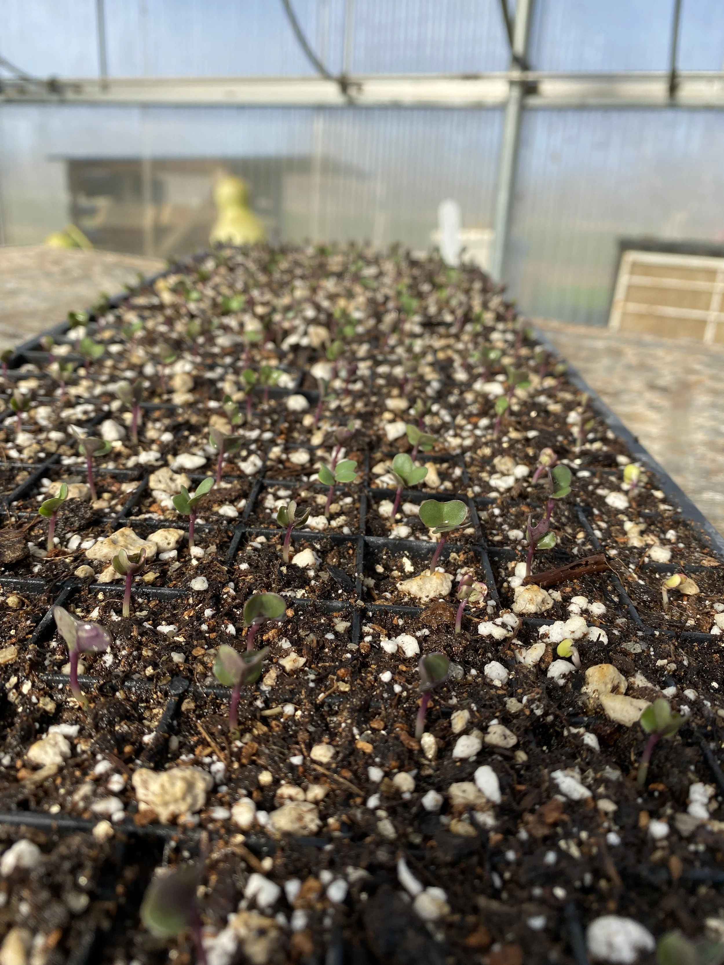 Watching seeds germinate