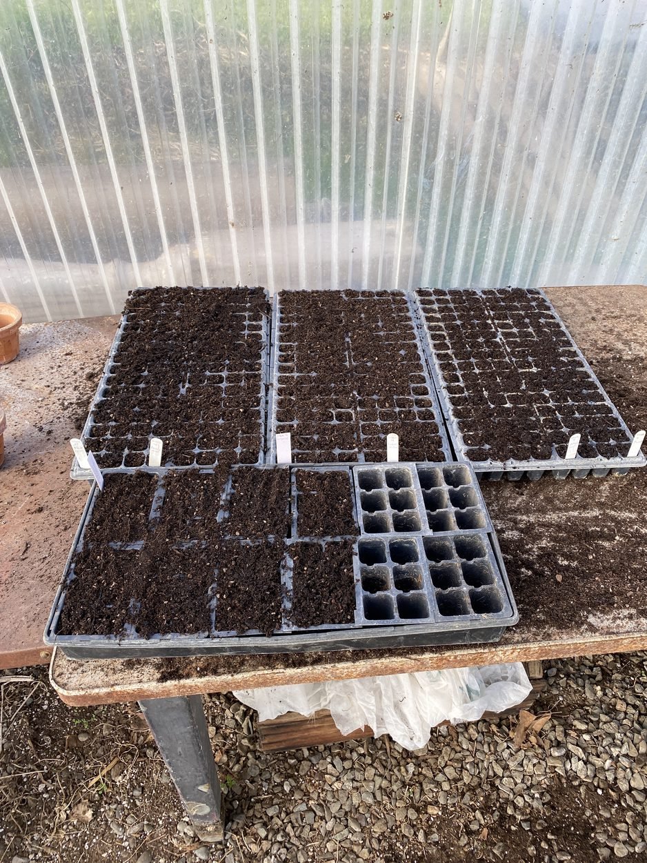 Seeding the first tomatoes!