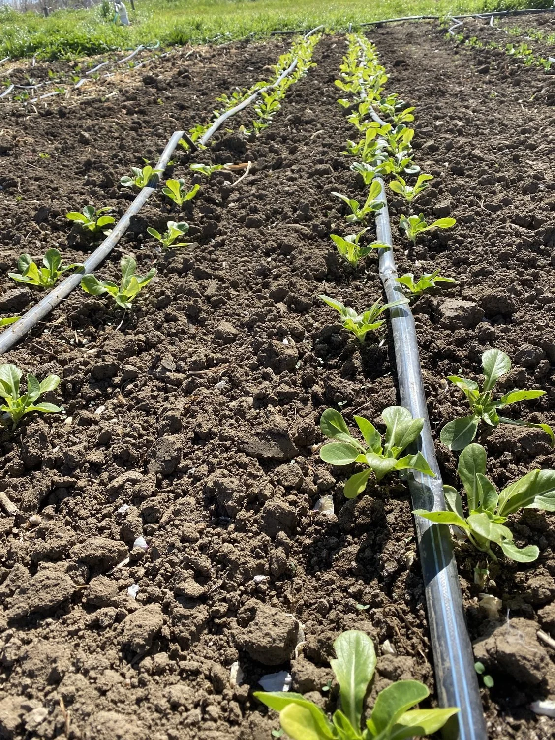 Organic Certification &amp; cold weather