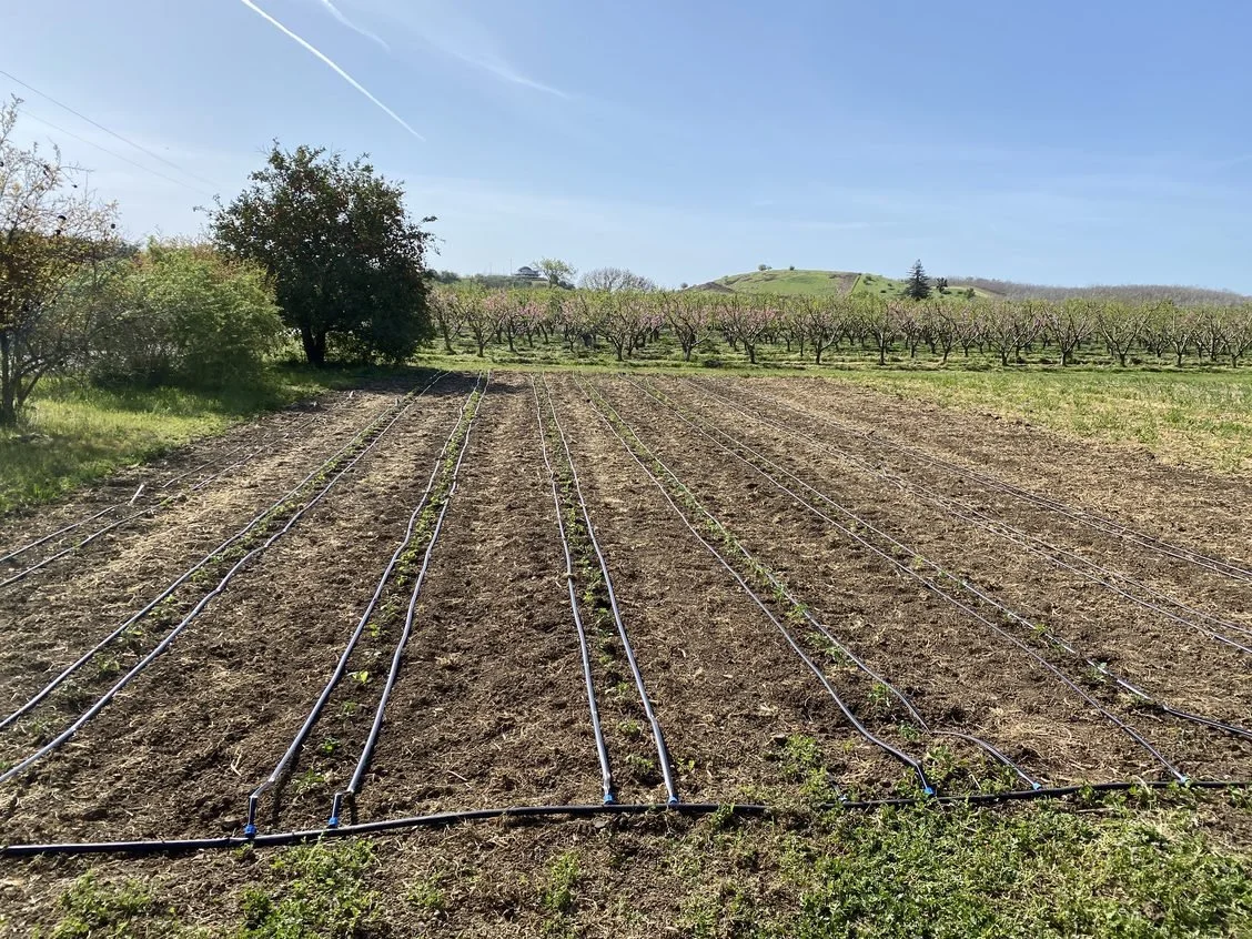 First Tomatoes Planted in the Field!