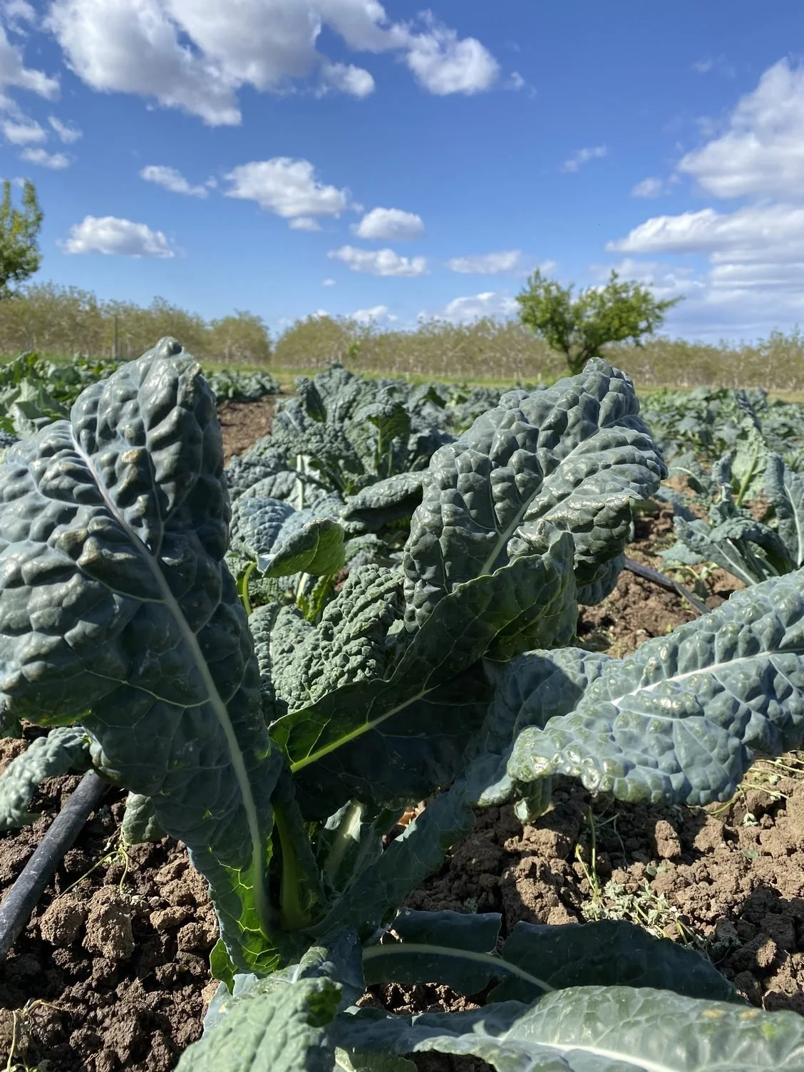 Harvesting new crops, peppers and weather swings