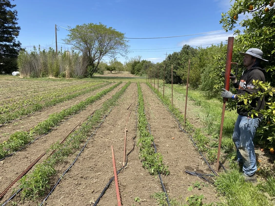 Raining and planting lots of tomatoes!!!