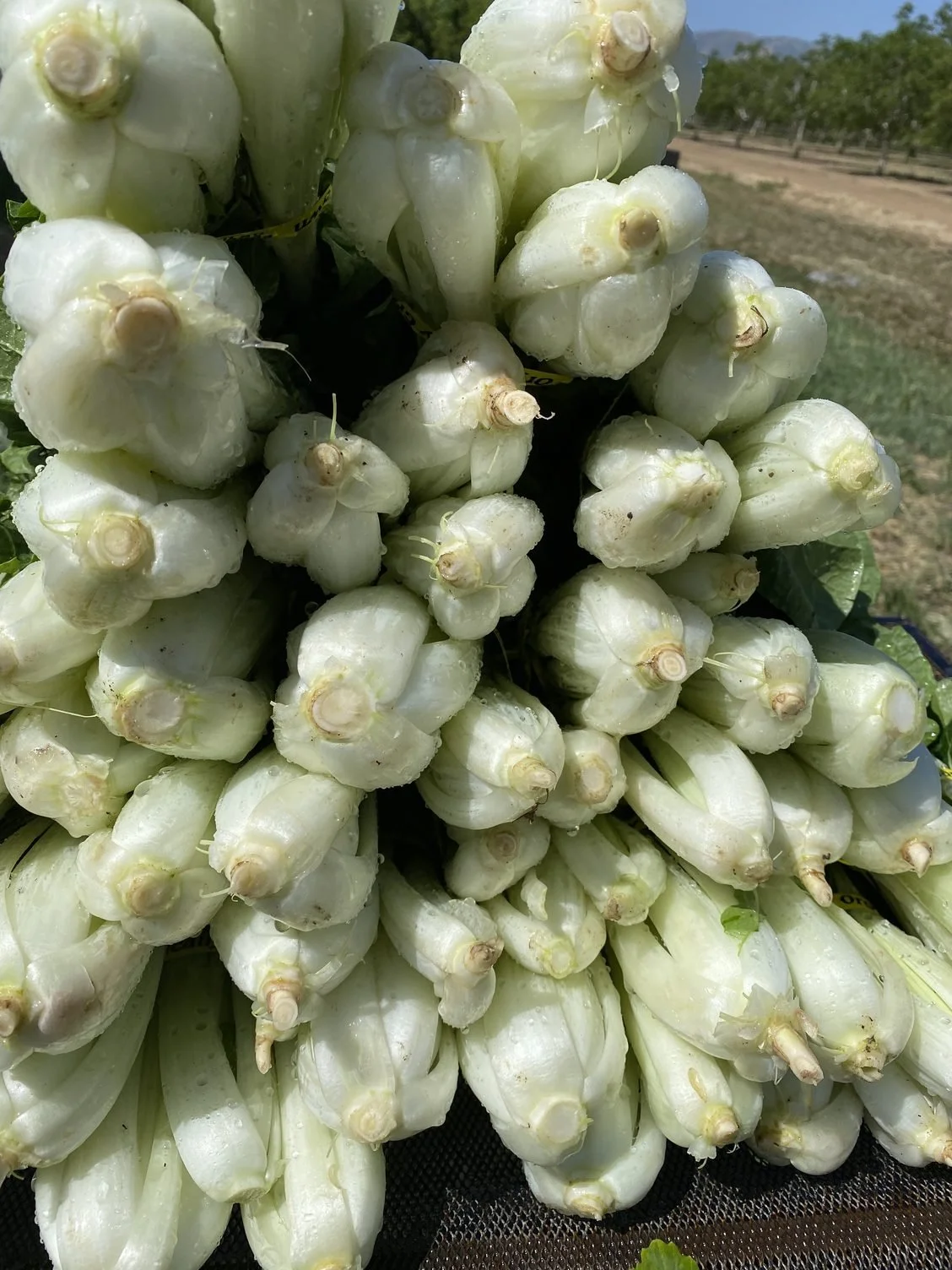 So Much to Harvest and Starting at the Benicia Farmers’ Market