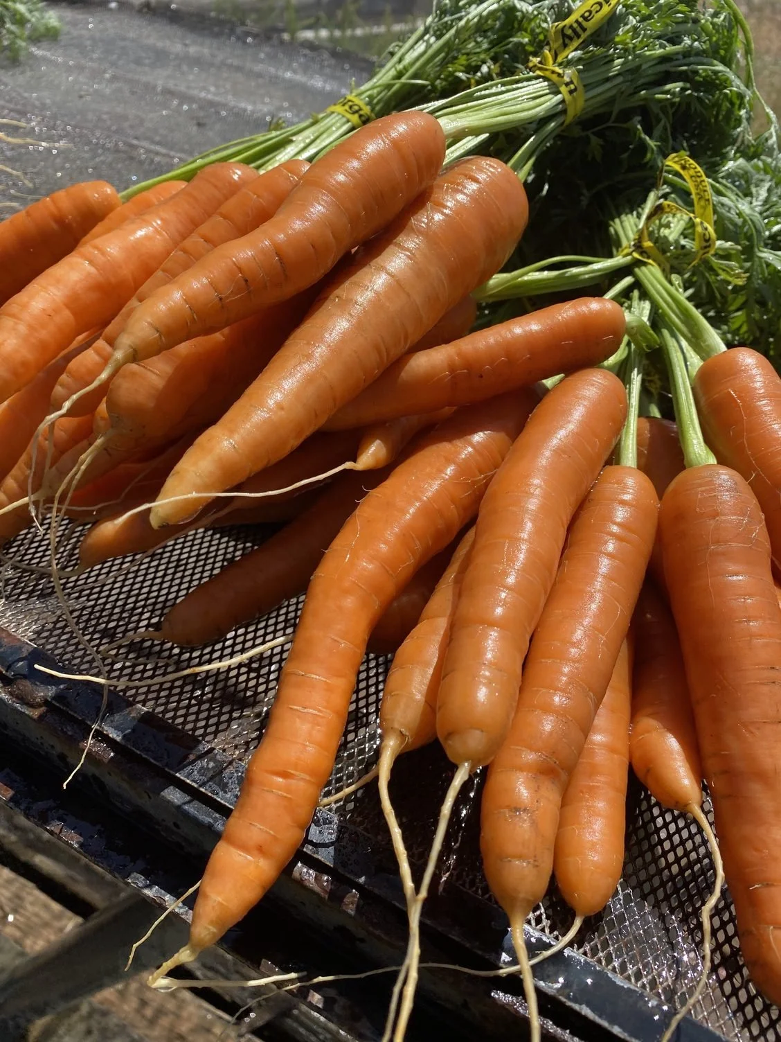 The May Bounty of Veggies
