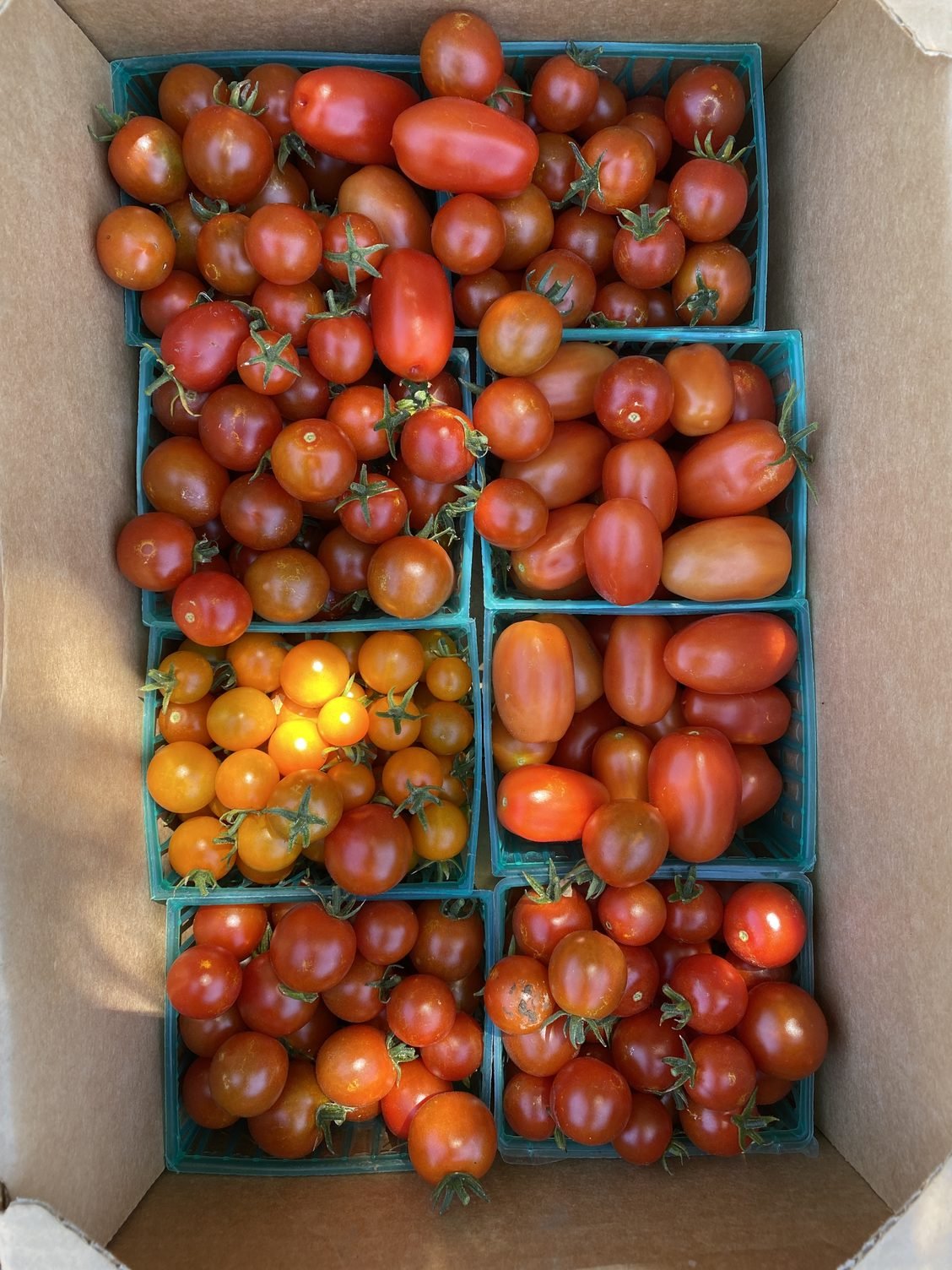 Rain and tomato explosion!