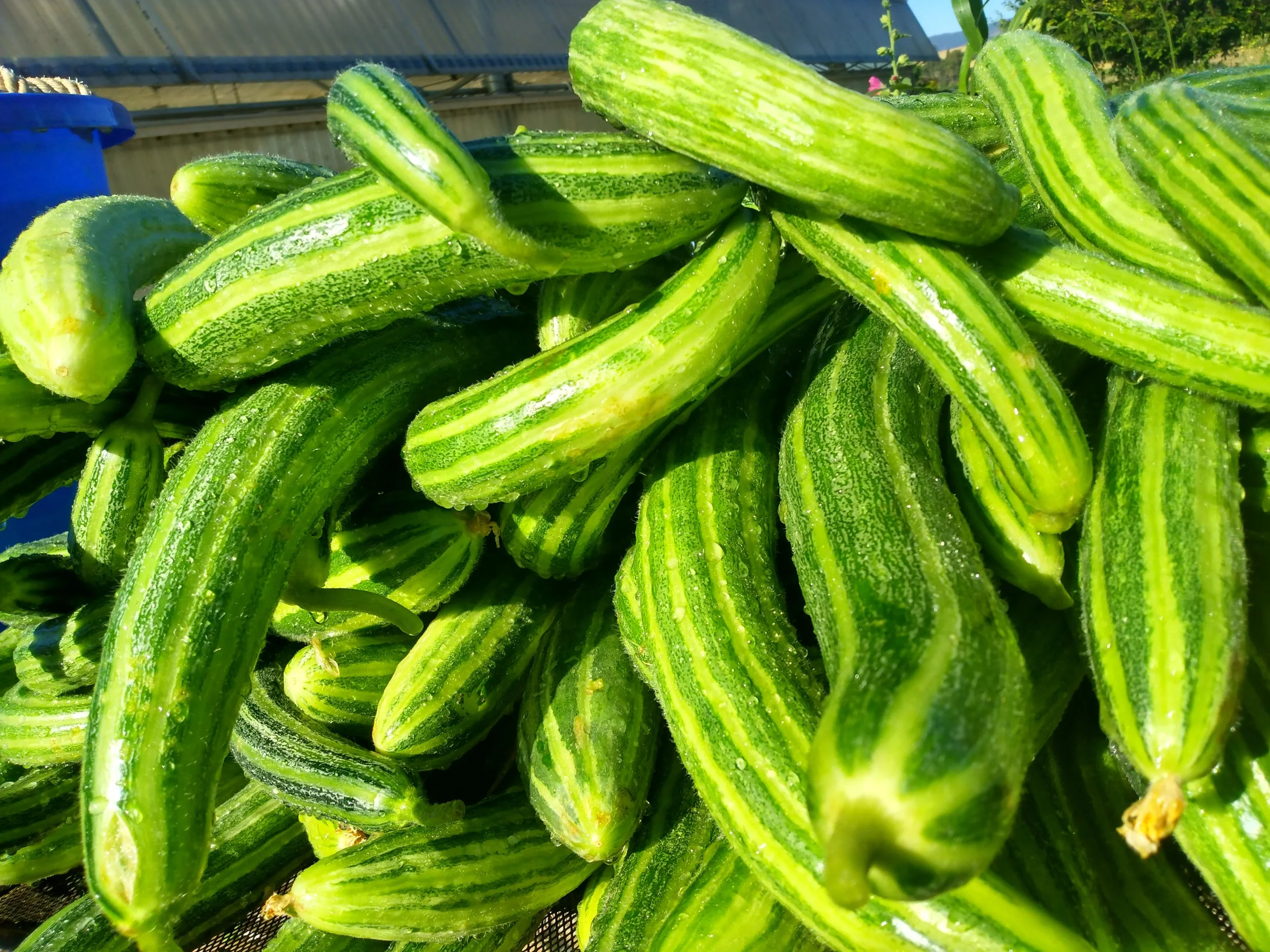 Summer and starting planting for the fall