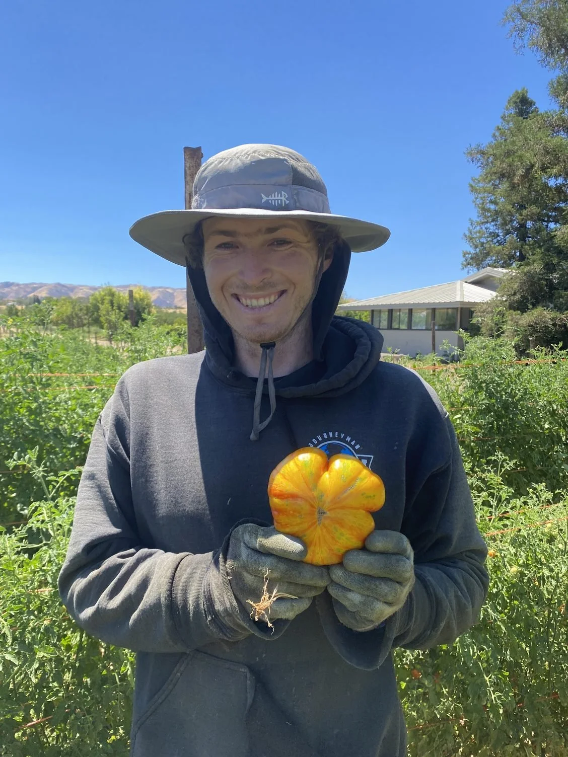 A very special tomato
