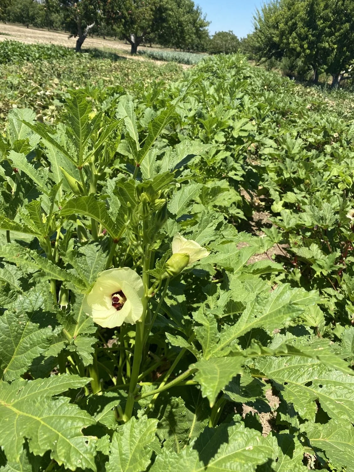Okra is loving the heat