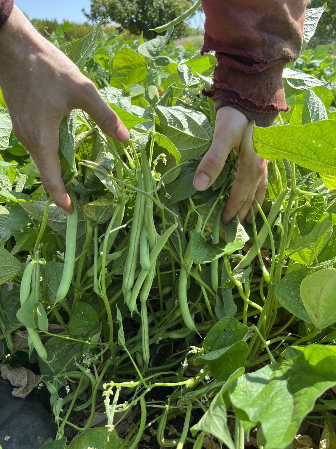 Heat wave Plus a New Planting of Green Beans!!